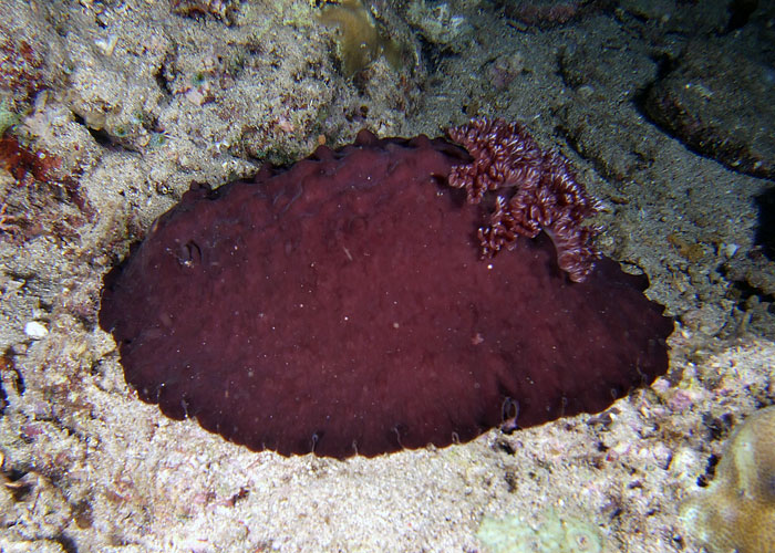 Asteronotus hepatica